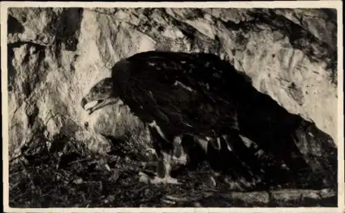 Foto Ak Adler, Nest, Felsen