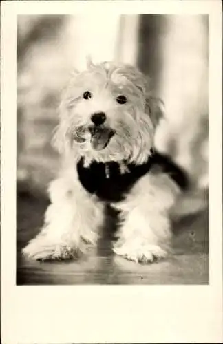 Foto Ak Hundeportrait, Terrier mit weißem Fell, Zunge, Augen