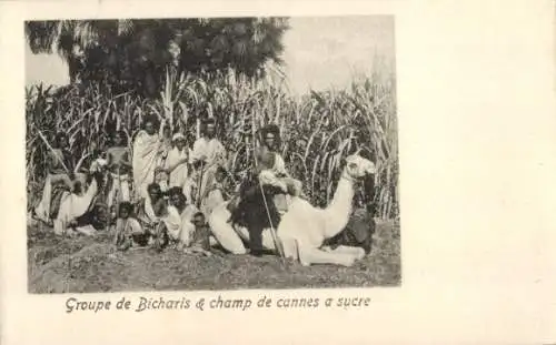 Ak Bicharis Group und Zuckerrohrfeld