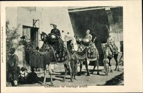 Ak Arabische Hochzeit, Kamele, Maghreb