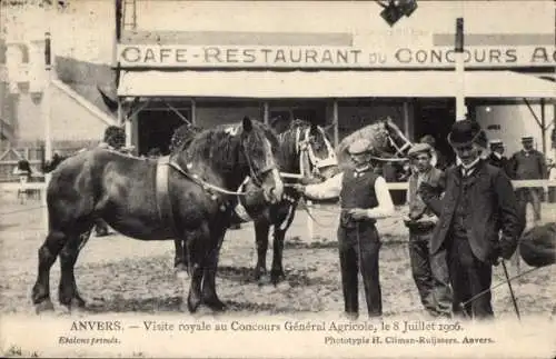 Ak Anvers Antwerpen Flandern, Visite royale au Concours General Agricole, 8 Juillet 1906, Etalons