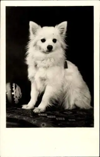 Foto Ak Weißer Hund, Ball, Tierporträt