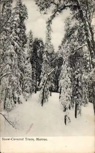 Ak Murree Pakistan, Snow-Covered Trees