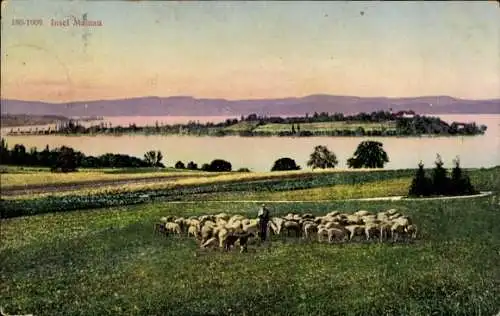 Ak Insel Mainau im Bodensee, Panorama, Schäfer, Schafe