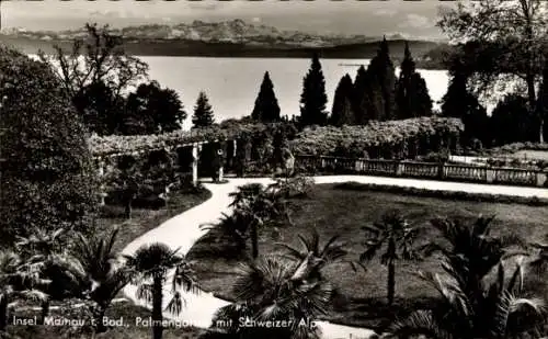 Ak Insel Mainau im Bodensee, Palmengarten mit Schweizer Alpen