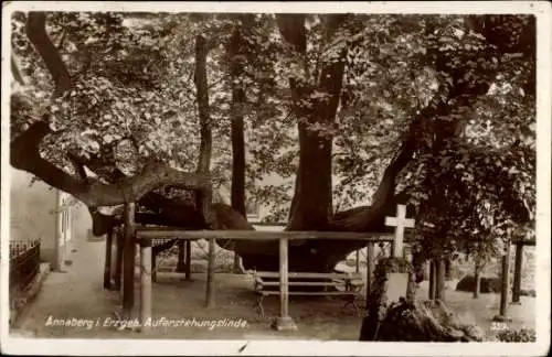 Ak Annaberg Buchholz im Erzgebirge, Auferstehungslinde