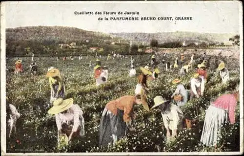 Ak Grasse Alpes Maritimes, Cuiellette des Fleurs de Jasmin de la Parfumerie Bruno Court