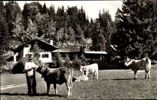 Ak Garmisch Partenkirchen in Oberbayern, Kochelbergalm, Kühe