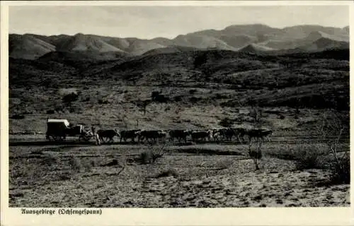 Ak Namibia Deutsch-Südwest-Afrika, Auasgebirge, Ochsengespann