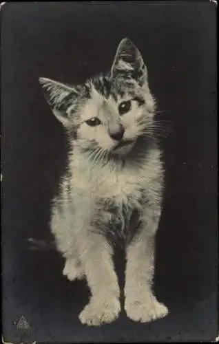 Ak junge getigerte Katze, sitzend