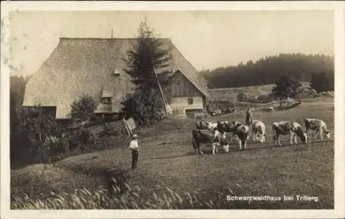 Ak Triberg im Schwarzwald, Schwarzwaldhaus, grasende Kuhherde, Bauer