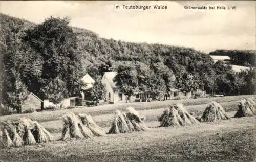 Ak Halle in Westfalen, Teutoburger Wald, Grünenwalde