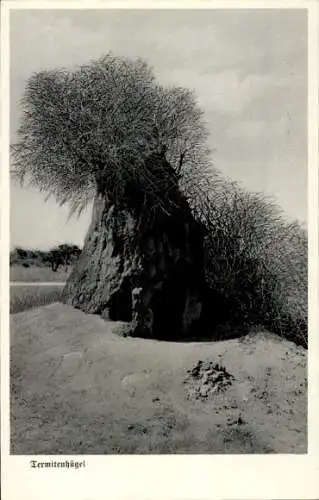 Ak Deutsch-Südwest-Afrika Namibia, Termitenhügel