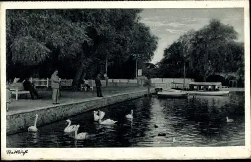 Ak Eutin in Ostholstein, Stadtbucht, Schwäne