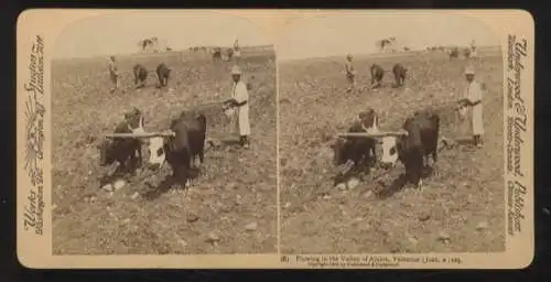 Stereo Foto Palästinensischer Bauer beim Pflügen, Dorf Ajalon, Palästina