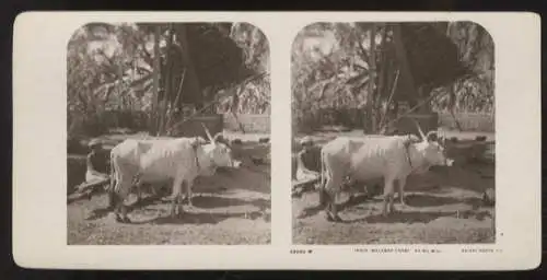 Stereo Foto Indien, Malabar-Küste, Bauern mit ihren Rindern bei der Arbeit