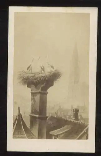 CdV Foto Straßburg Straßburg Elsass Bas Rhin, Ströche im Nest