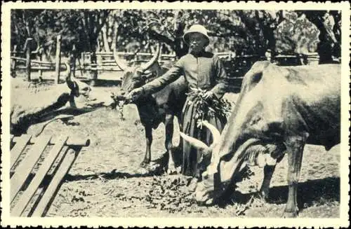 Ak Madagascar, madagassischer Bruder kümmert sich um Zebus