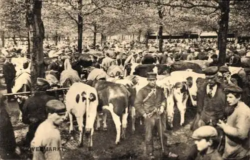 Ak Leeuwarden Friesland Niederlande, Viehmarkt, Rinder