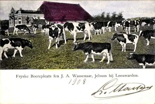 Ak Jelsum Fryslân Niederlande, Fryske Boerepleats, Kühe weiden