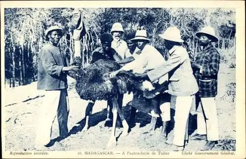 Ak Tulear Madagascar, Rupfen von Straußenfedern