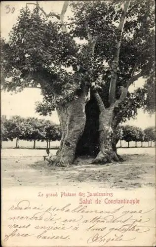 Ak Konstantinopel Istanbul Türkei, Le grand Platane des Jannissaires