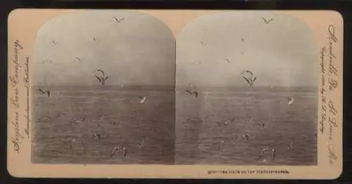 Stereo Foto Möwen über dem Mittelmeer