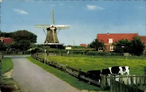 Ak Terschelling Friesland Niederlande, Windmühle, Rinder