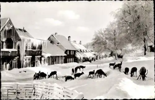 Ak Bad Harzburg im Harz, Wildfütterung am Harzhotel Molkenhaus, Winter