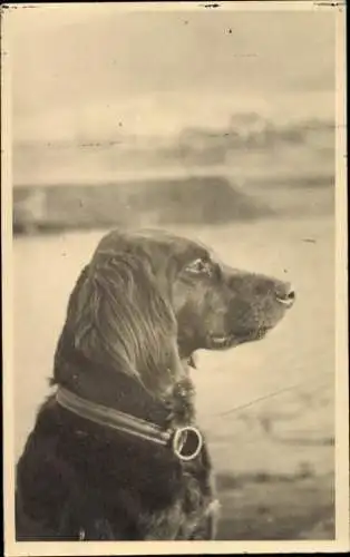 Foto Ak Hund mit Halsband, Hundeportrait