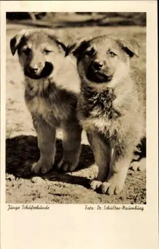 Ak Junge Schäferhunde, Hundewelpen