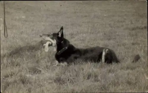 Foto Ak Hund mit heraushängender Zunge auf einer Wiese