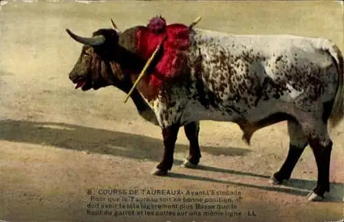 Ak Bull Race, Before the Thrash