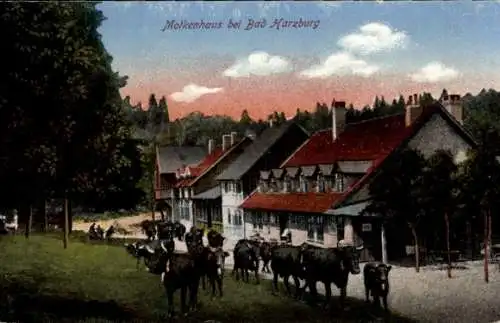 Ak Bad Harzburg am Harz, Molkenhaus, Rinder