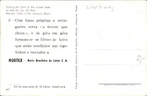 Ak Brasilien, Fällen der Eichen der Gummibäume, damit der Saft fließen kann, Nortex, Latex