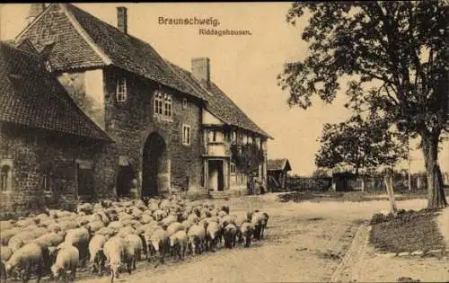 Ak Riddagshausen Braunschweig in Niedersachsen, Schafherde