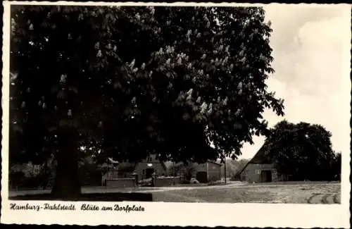 Ak Hamburg Wandsbek Rahlstedt, Dorfplatz, Blüte