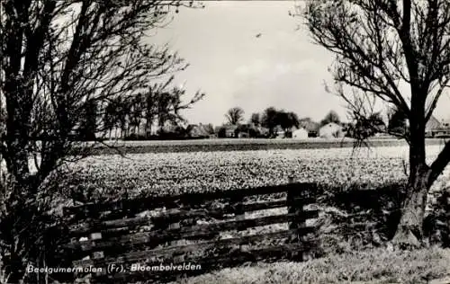 Ak Beetgumermolen Bitgummole Waadhoeke Friesland Niederlande, Blumenzwiebelfelder