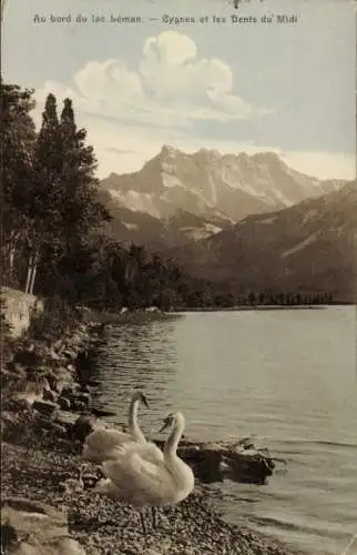 Ak Kanton Waadt Schweiz, Lac Léman, Schwäne am Ufer, Dents du Midi