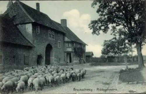 Ak Riddagshausen Braunschweig in Niedersachsen, Teilansicht, Schafherde