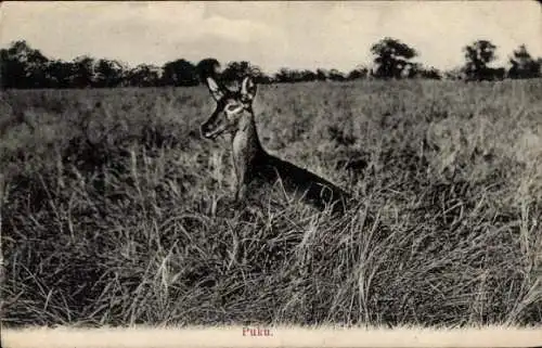 Ak Afrikanische Tierwelt, Puku, Antilope