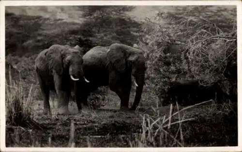 Foto Ak Afrikanische Tierwelt, Elefanten