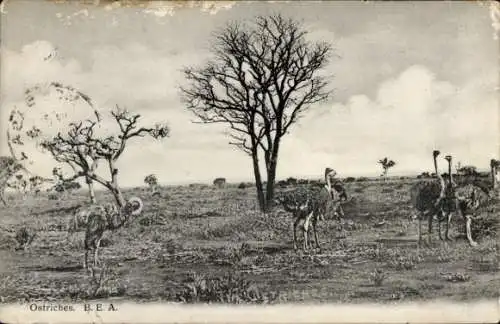 Ak Afrikanische Tierwelt, Strauße