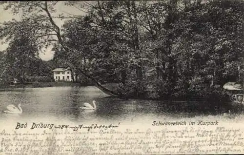 Ak Bad Driburg in Westfalen, Kurpark, Schwanenteich