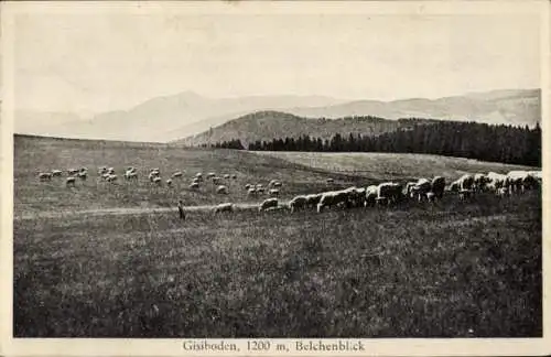 Ak Todtnau im Schwarzwald, Gisiboden, Belchenblick