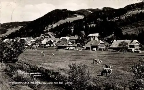 Ak Menzenschwand St. Blasien im Schwarzwald, Teilansicht, Kühe