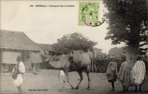 Ak Senegal, Transport von Erdnüssen