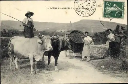 Ak Frankreich, Weinlese, Rinder