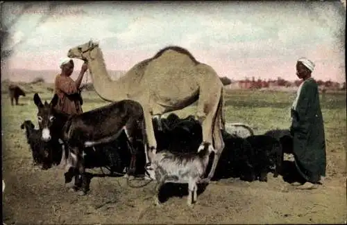 Ak La Famille du Fellah, Kamel, Esel, Ziege