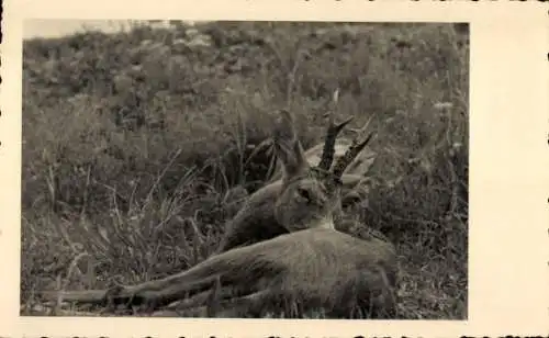 Foto Ak Junger Hirsch, Hirschgeweih